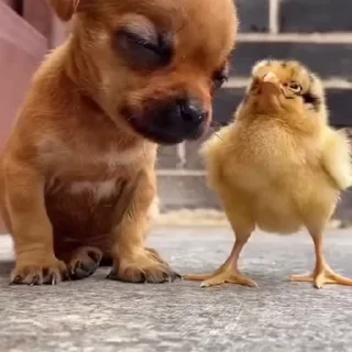 🐶