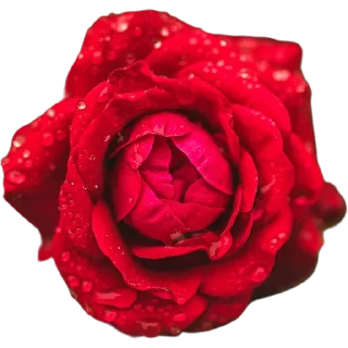 🌹