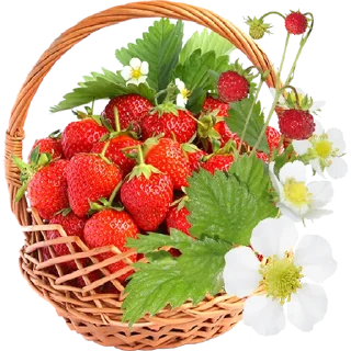 🍓