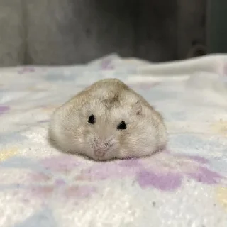 🐹
