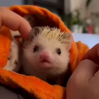 🦔