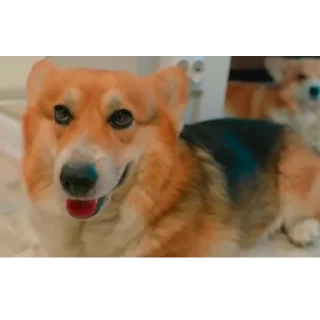 🐶