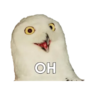 Owls @stickersb2b