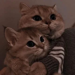 ✨