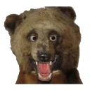 🐻