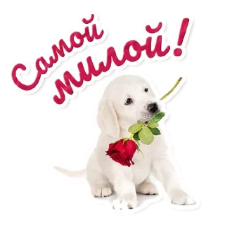 🌷