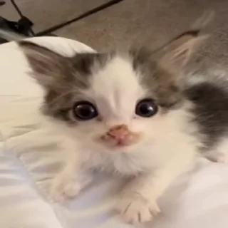 😼
