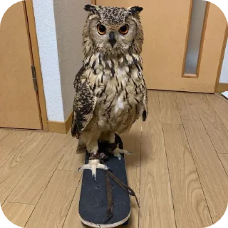🦉