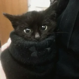 🐱