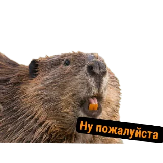 🥺