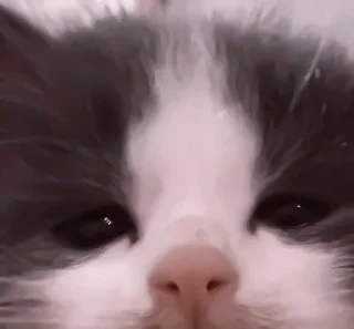 🥠