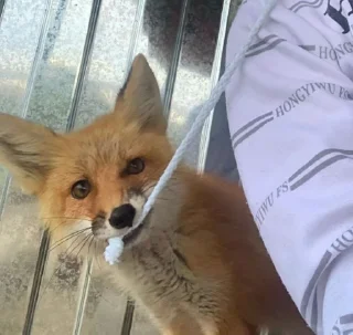 🦊