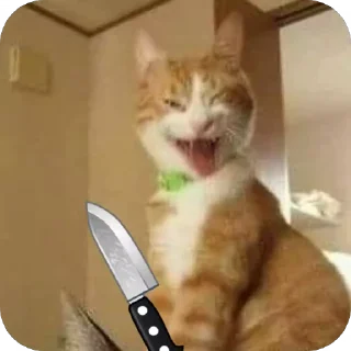 🐱