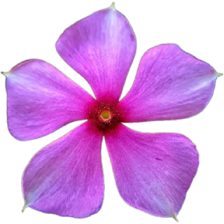 🌺