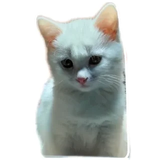 🐱