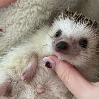 🦔