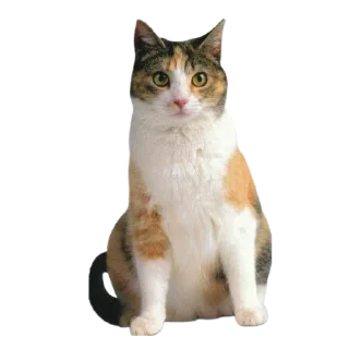 🐈