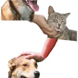 🐈