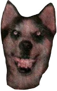 🐶