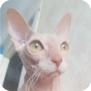 🐱