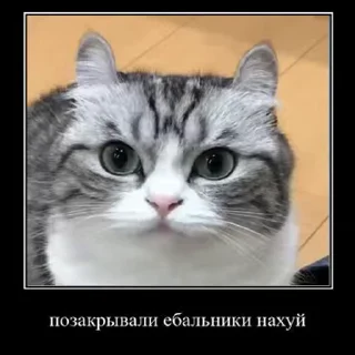 🐱