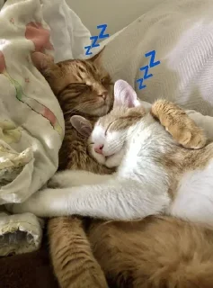 💤
