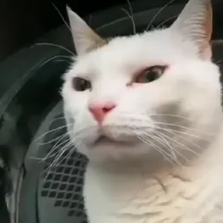 🗿
