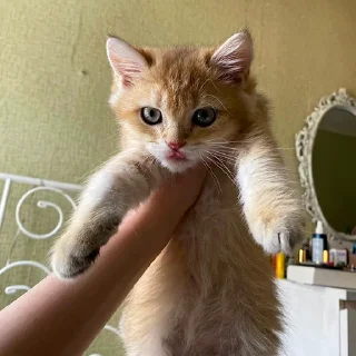😋
