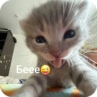🐱