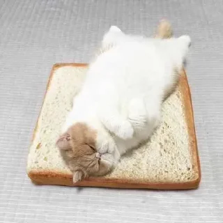 😼