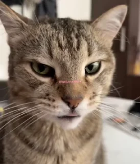😡
