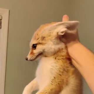 🦊