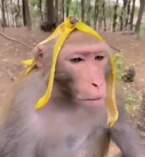 🙊