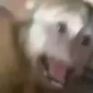 🐵
