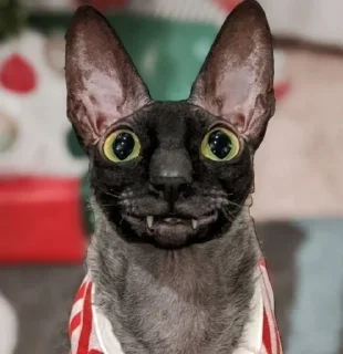 🦇