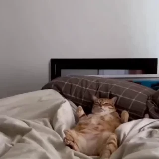 🐈