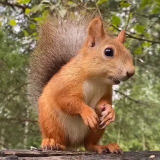 🤩