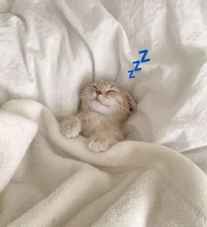 💤