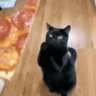 🐱
