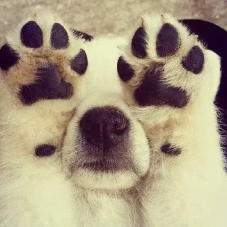🙈