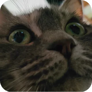 🐱