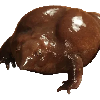 🐸