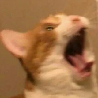 🐈