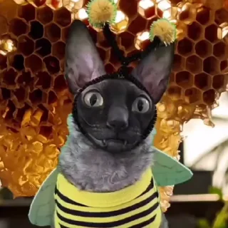 🐝