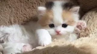 🥺