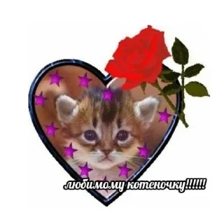 😼