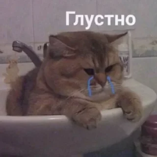 😿