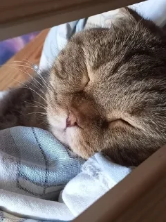 🌟
