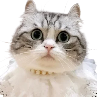 😺