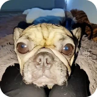 🐶